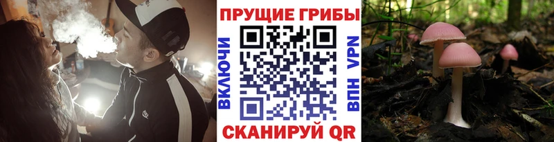 Купить где Самара Галлюциногенные грибы ЛСД